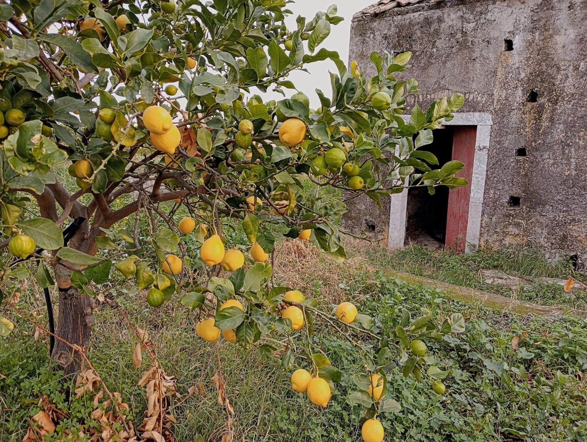 Villa Laura Apartment Giardini Naxos Exteriör bild